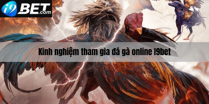 Kinh nghiệm tham gia đá gà online I9bet